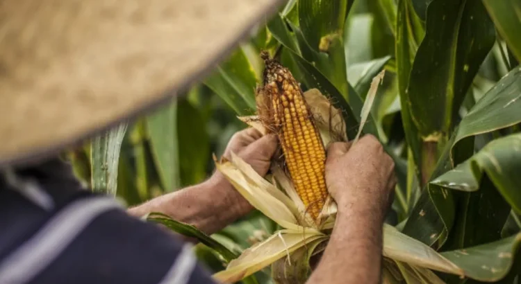 México enfrenta una crisis del maíz: Jalisco importa la mitad de su consumo México enfrenta una crisis del maíz: Jalisco importa la mitad de su consumo