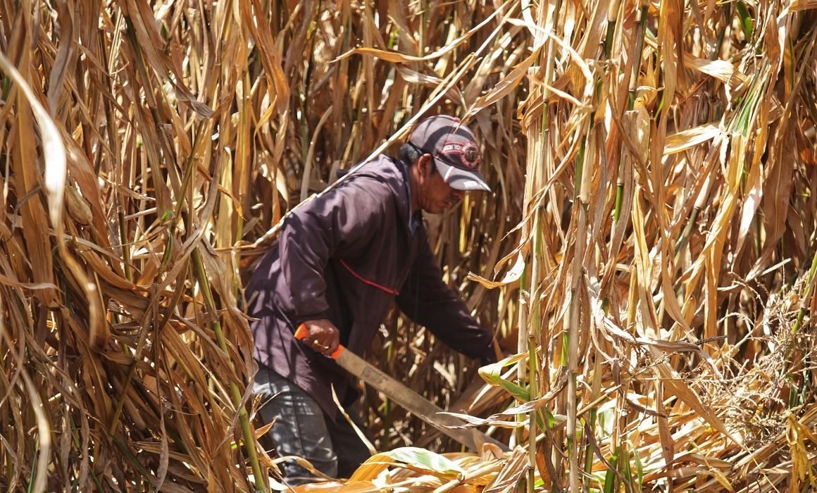 Más de 14 mil productores de maíz en Jalisco tendrán apoyos del gobierno
